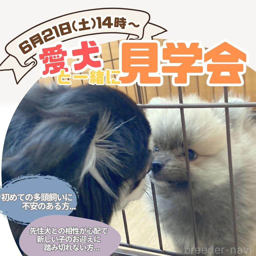 杉山晴菜ブリーダー